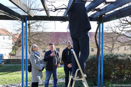 Rez kamniške potomke najstarejše vinske trte (10)
